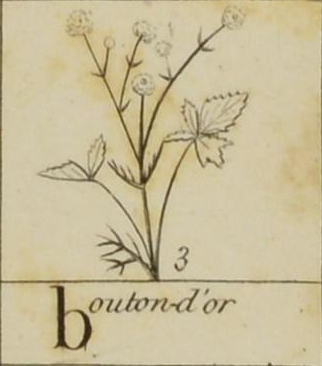 Sketch of bouton-d'or, name written below.